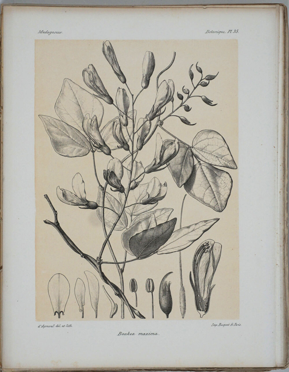 Histoire Physique Naturelle Et Politique De Madagascar Volume Vol Xxviii Tome Ii Atlas Part I Histoire Naturelle Des Plantes Atlas Plates By - 